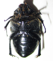 Clinteroides permutans