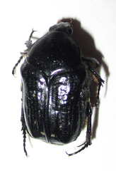 Clinteroides permutans