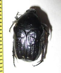 Clinteroides permutans