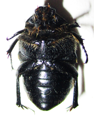 Clinteroides permutans