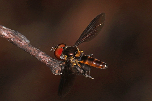 Stubby Hover Fly photo 4