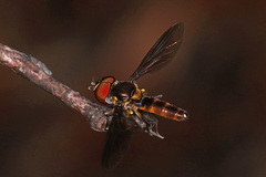 Ocyptamus antiphates