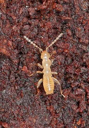 Hubbard's Angel Insect