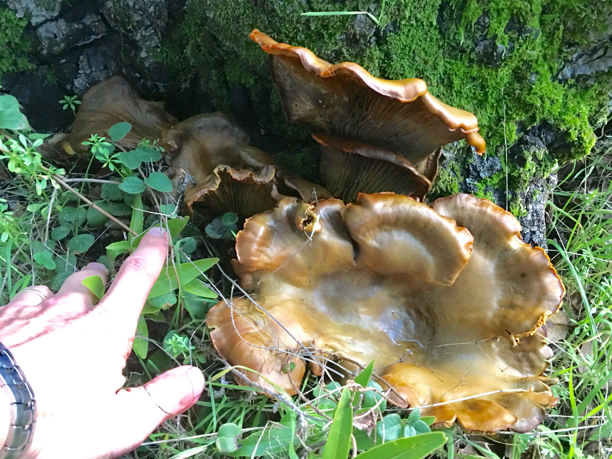 Omphalotus olivascens image