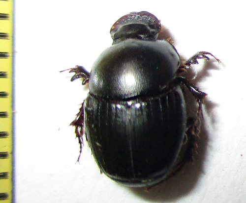 Genus Euonthophagus · iNaturalist