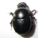 Euonthophagus - Photo no rights reserved, uploaded by Botswanabugs