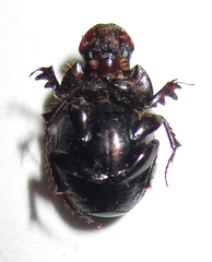 Euonthophagus carbonarius