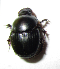 Euonthophagus carbonarius