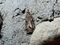Eudonia legnota