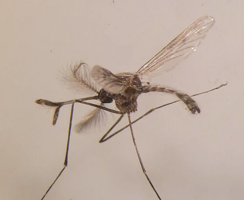 Unknown species found near Arkansas, US