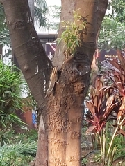 Funambulus pennantii