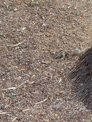 Funambulus pennantii