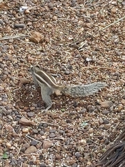 Funambulus pennantii