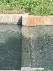Nycticorax nycticorax