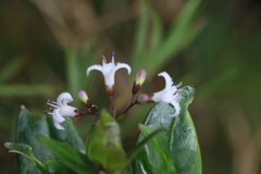 Hedyotis