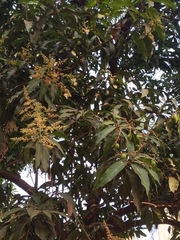 Mangifera indica