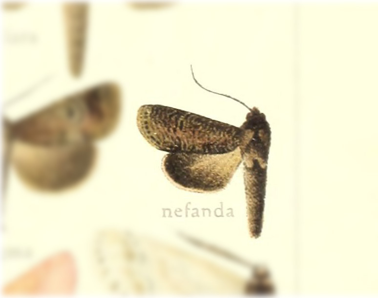 Tachuda nefanda