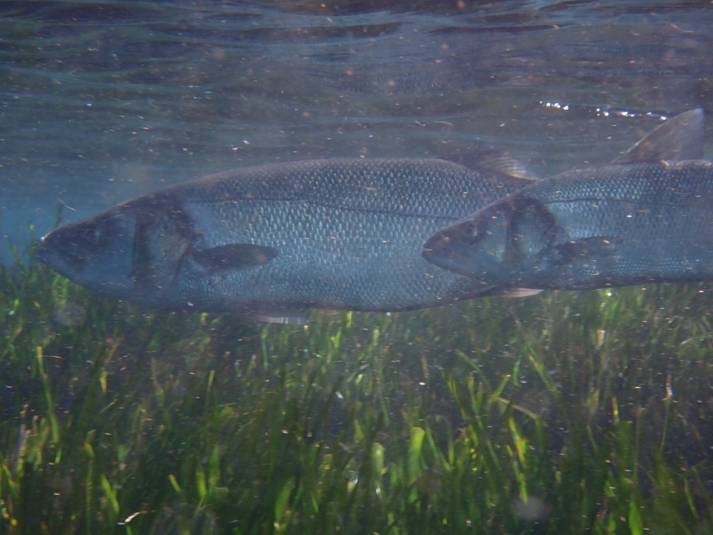 European seabass (Dicentrarchus labrax) — Moronidae