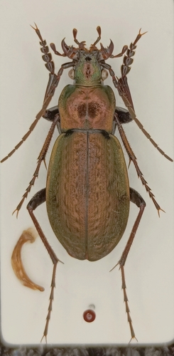 Carabus cateniger