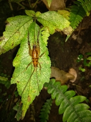 Talitropsis