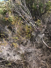 Lachnaea diosmoides