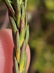 Lachnaea diosmoides