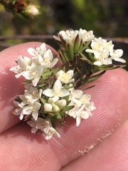Lachnaea diosmoides