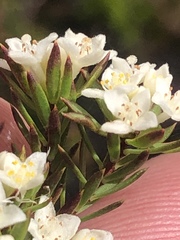 Lachnaea diosmoides