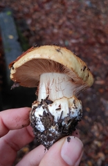 Cortinarius xanthodryophilus