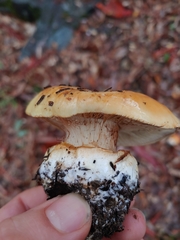 Cortinarius xanthodryophilus