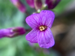 Boechera breweri shastaensis