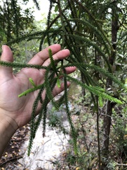 Dacrydium pectinatum