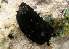 Dendrodoris krebsii