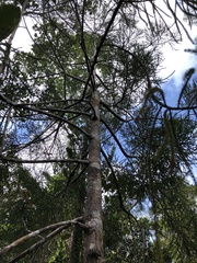 Dacrydium pectinatum