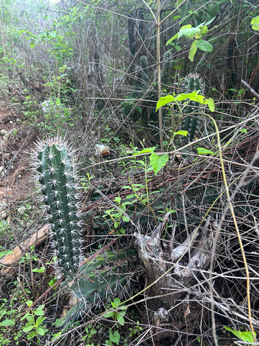 Spanish stenocereus