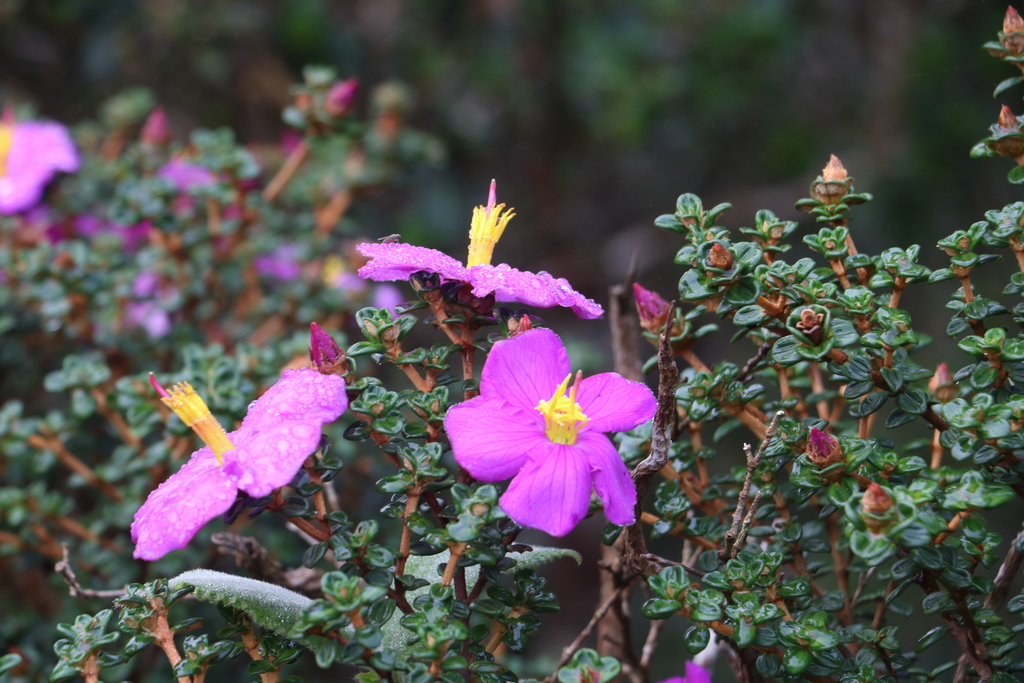 Osbeckia