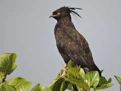 Long-Crested Eagle photo 1