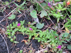 Disphyma dunsdonii