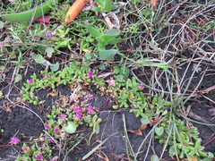 Disphyma dunsdonii