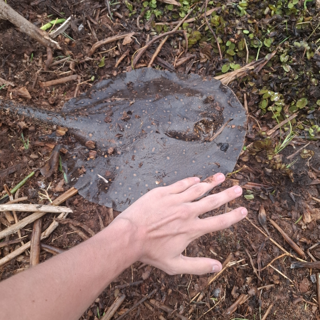 Amanda's Freshwater Stingray