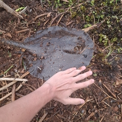 Amanda's Freshwater Stingray photo 1