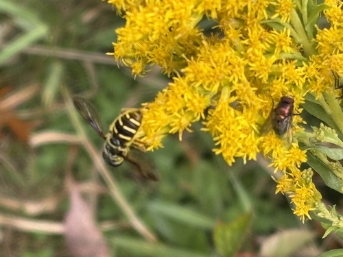 Unknown species found near Cambridge Highlands, Cambridge, MA, USA