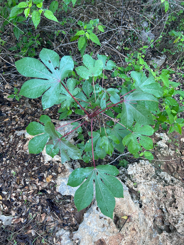 Bellyache Bush