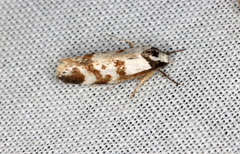 Palimmeces variegata