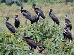 African Openbill photo 2