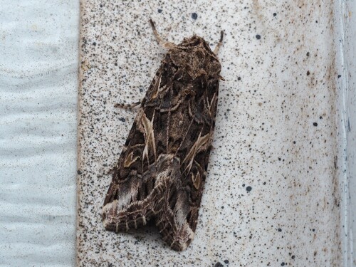 Yellow-striped Armyworm Moth photo 3
