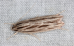 Leistarcha scitissimella
