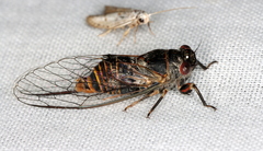 Popplepsalta notialis