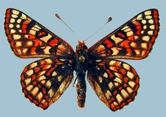 Euphydryas anicia wecoeut