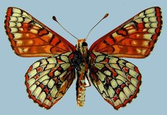 Euphydryas anicia wecoeut